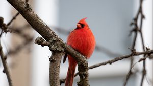 Preview wallpaper red cardinal, bird, branches, watching, wildlife