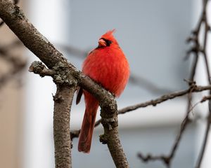 Preview wallpaper red cardinal, bird, branches, watching, wildlife