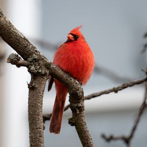 Preview wallpaper red cardinal, bird, branches, watching, wildlife