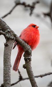Preview wallpaper red cardinal, bird, branches, red, wildlife