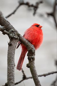 Preview wallpaper red cardinal, bird, branches, red, wildlife