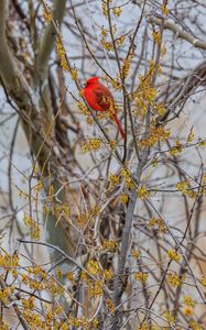 Preview wallpaper red cardinal, bird, branches, blur