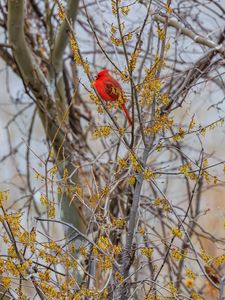 Preview wallpaper red cardinal, bird, branches, blur