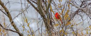 Preview wallpaper red cardinal, bird, branches, blur