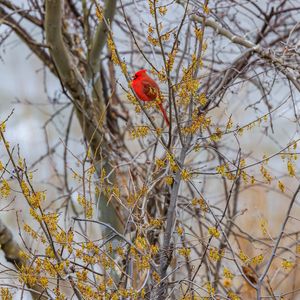 Preview wallpaper red cardinal, bird, branches, blur