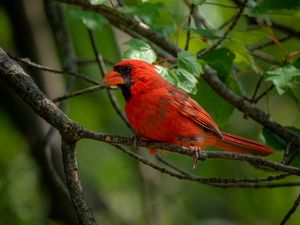 Preview wallpaper red cardinal, bird, bright, branch, leaves