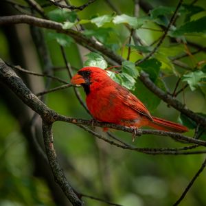 Preview wallpaper red cardinal, bird, bright, branch, leaves