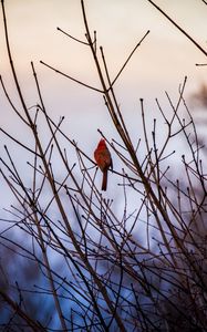 Preview wallpaper red cardinal, bird, bushes