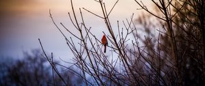 Preview wallpaper red cardinal, bird, bushes