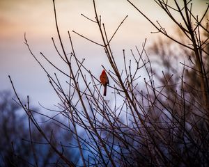 Preview wallpaper red cardinal, bird, bushes