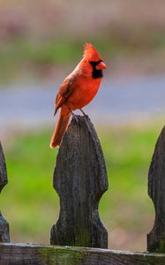 Preview wallpaper red cardinal, bird, fence