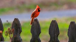 Preview wallpaper red cardinal, bird, fence