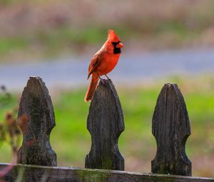 Preview wallpaper red cardinal, bird, fence