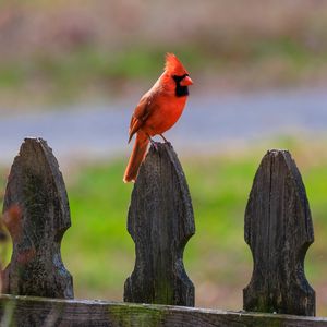 Preview wallpaper red cardinal, bird, fence