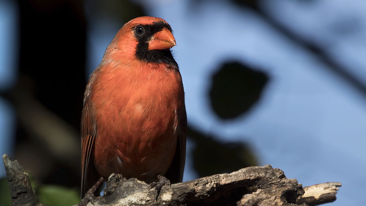 Wallpaper red cardinal, bird, log