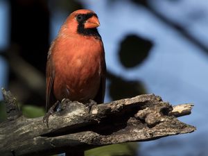 Preview wallpaper red cardinal, bird, log