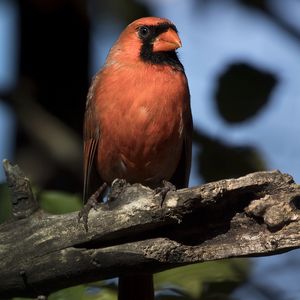 Preview wallpaper red cardinal, bird, log