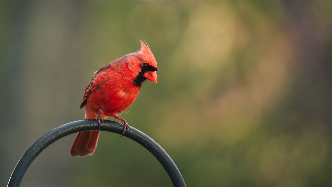 Wallpaper red cardinal, bird, pole, blur