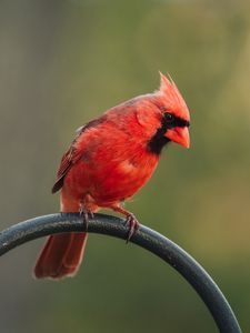 Preview wallpaper red cardinal, bird, pole, blur