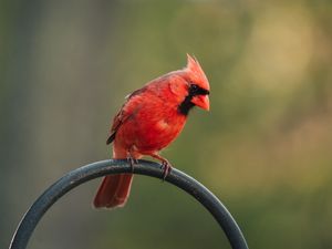 Preview wallpaper red cardinal, bird, pole, blur