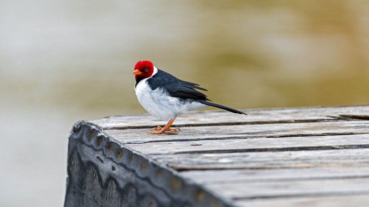 Wallpaper red cardinal, bird, sitting, color