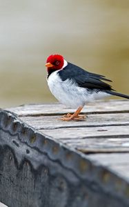 Preview wallpaper red cardinal, bird, sitting, color