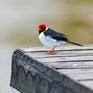 Preview wallpaper red cardinal, bird, sitting, color