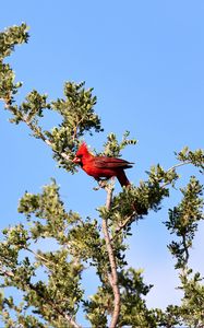 Preview wallpaper red cardinal, bird, tree, branches