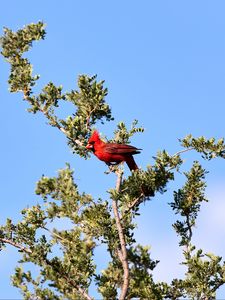 Preview wallpaper red cardinal, bird, tree, branches