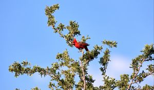 Preview wallpaper red cardinal, bird, tree, branches