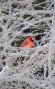 Preview wallpaper red cardinal, bird, tree, branches, snow