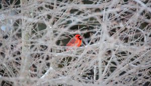 Preview wallpaper red cardinal, bird, tree, branches, snow