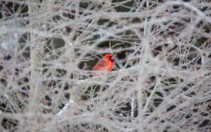 Preview wallpaper red cardinal, bird, tree, branches, snow
