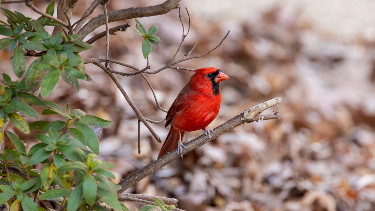 Wallpaper red cardinal, bird, wildlife