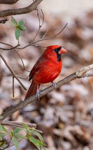 Preview wallpaper red cardinal, bird, wildlife