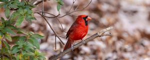 Preview wallpaper red cardinal, bird, wildlife