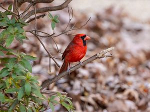 Preview wallpaper red cardinal, bird, wildlife