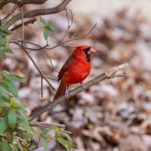 Preview wallpaper red cardinal, bird, wildlife