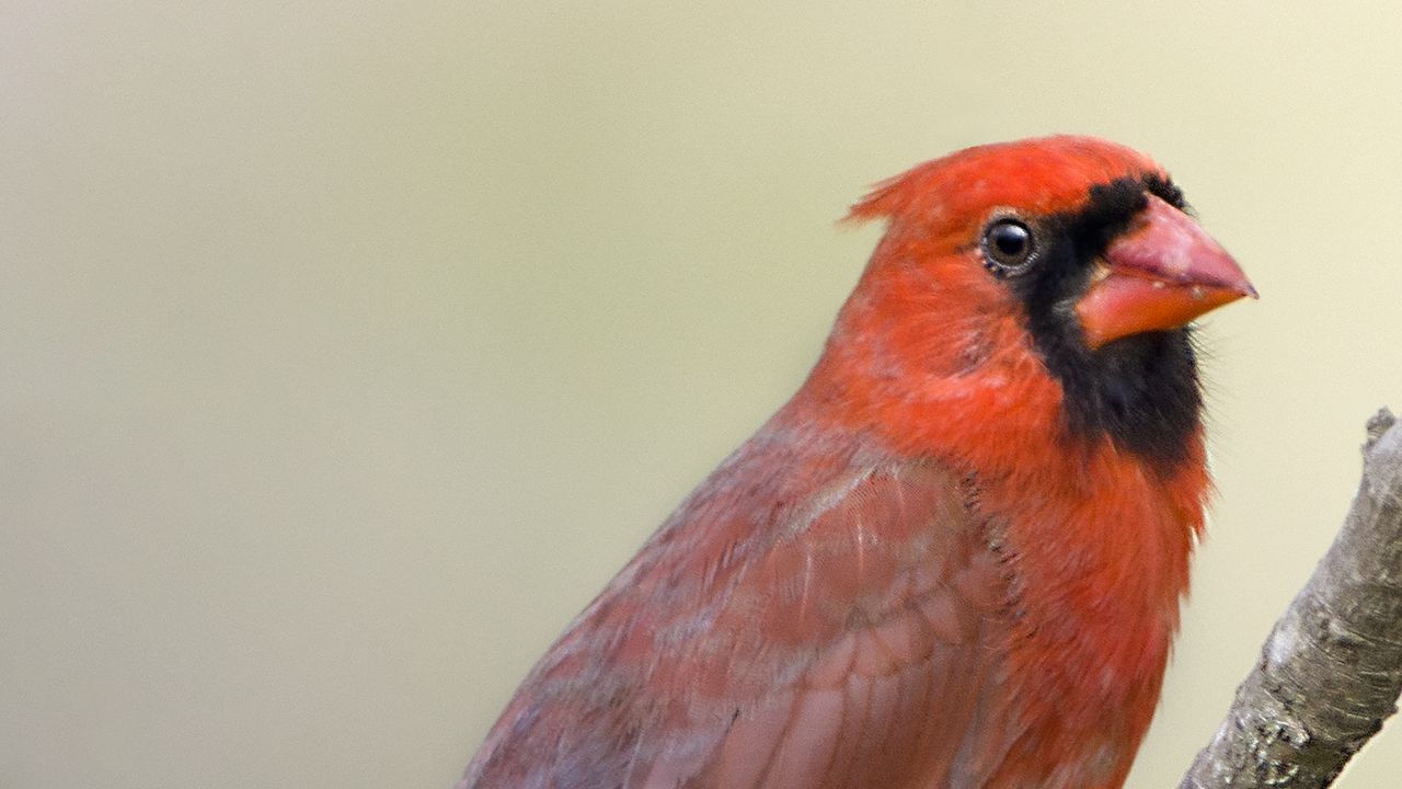 Wallpaper red cardinal, branch, bird, feathers