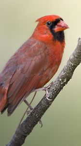 Preview wallpaper red cardinal, branch, bird, feathers