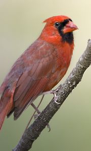 Preview wallpaper red cardinal, branch, bird, feathers