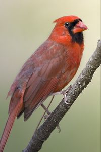 Preview wallpaper red cardinal, branch, bird, feathers