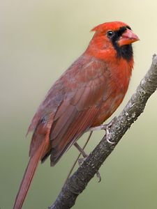 Preview wallpaper red cardinal, branch, bird, feathers