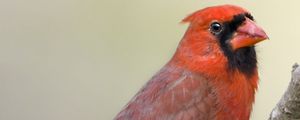 Preview wallpaper red cardinal, branch, bird, feathers