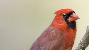 Preview wallpaper red cardinal, branch, bird, feathers