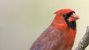 Preview wallpaper red cardinal, branch, bird, feathers