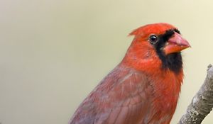 Preview wallpaper red cardinal, branch, bird, feathers
