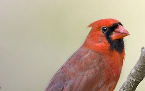 Preview wallpaper red cardinal, branch, bird, feathers