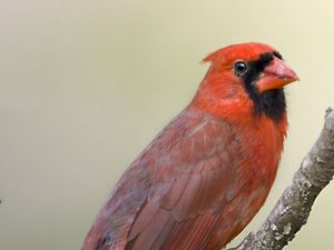 Preview wallpaper red cardinal, branch, bird, feathers