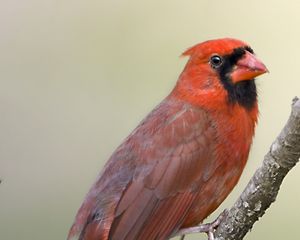 Preview wallpaper red cardinal, branch, bird, feathers